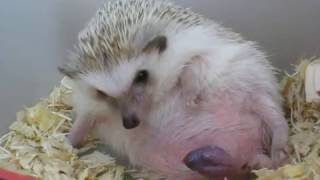 Hedgehog giving birth 刺猬 生產 生仔 [upl. by Neyut]