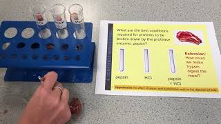 B2 pH pepsin and the Digestion of meat [upl. by Nored]