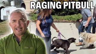 Confronting A Pit Bull With An Addiction To Attack  Cesar 911 Season 2 Ep 7  Part 1 [upl. by Sirkin]