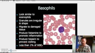 Granulocytes and Agranulocytes [upl. by Lynden]