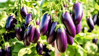 Grow Lots of Eggplant with This Technique [upl. by Bloomer]