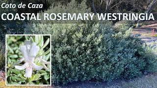 COASTAL ROSEMARY Westringia fruticosa rosmarinus Facts Plant Care Propagation Coto de Caza CA [upl. by Arahd424]