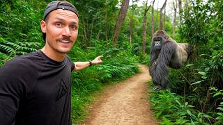 5 Hours with Wild Mountain Gorillas Worlds Best Wildlife Encounter [upl. by Higgs]