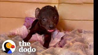 Orphaned Hyena Loves To Wrestle With A Rescue Puppy  The Dodo [upl. by Ayaros]