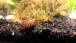 Neritina parallela snail  escargot [upl. by Yllier]