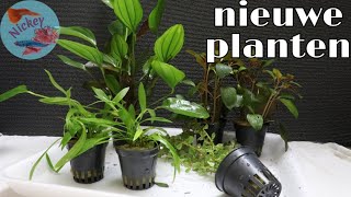 Wat doe ik met NIEUWE aquariumplanten Nickey [upl. by Song]