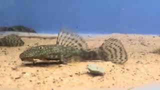 Bristlenose Catfish Ancistrus [upl. by Rustice]