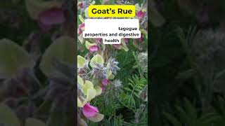 Goats Rue Health Benefits Herbal Plant holistic ginsengbenefits herbalmedicine [upl. by Ahseela]