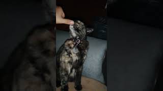 Cat dances Allegro Ventigo [upl. by Eelame]