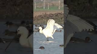 Spoonbill Bird spoonbill birds wings wingspan love beauty beautiful nature views look yt [upl. by Marmion]