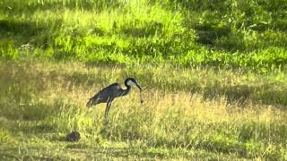 Heron trying to eat a snake3rd time lucky [upl. by Ardel]