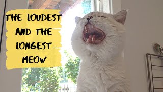 The most talkative and vocal cat in the world [upl. by Janette3]