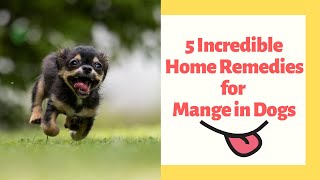 5 Effective Home Remedies for Mange in Dogs [upl. by Sparky]