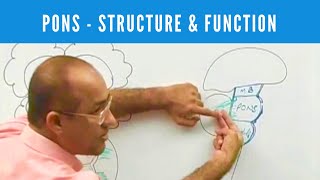 Pons  Structure and Function  Neuroanatomy [upl. by Ard]