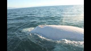 Migaloo the White Whale Encounter [upl. by Ri]