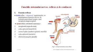 Biologia cls a X a sistemul nervos la mamifere [upl. by Heyman]