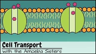 Cell Transport [upl. by Alrac]