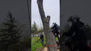 Silver maple treeclimber treework climberchrisg [upl. by Eirroc]