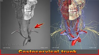 Costocervical trunk  Arteries of head and neck  3D Human Anatomy  Organs [upl. by Divod]