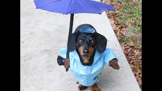 Crusoe the Dachshund Having Fun in the Rain [upl. by Derfiniw]