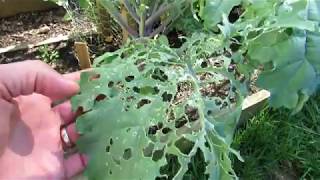 How to Fully Treat Whitefly amp Caterpillar Infestations on Kale Collards amp Greens And Spider Mites [upl. by Ashmead339]