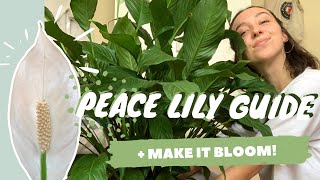 PEACE LILY CARE  PROPAGATION  make your peace lily flower  spathiphyllum dry tips [upl. by Llednahs157]