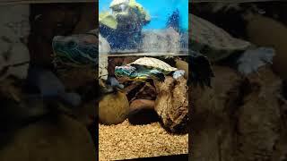 Turtle tank setup Red ear slider turtle [upl. by Namra]