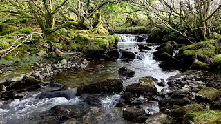 Forest River Nature SoundsMountain Stream Waterfall8 Hr Relaxing Birds amp Water Sounds for Sleeping [upl. by Alleacim]