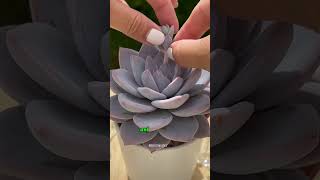 🆔 Graptoveria Missing You 💕🫶🏼 suculenta succulents graptoveria plantas suculentasconamor [upl. by Nabe]