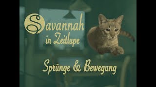 Savannah Katzen in Zeitlupe  Springen und Bewegen [upl. by Manlove]