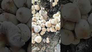 Basidiomycetes  Basidiocarp [upl. by Hal]