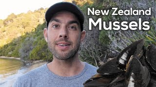 Wild New Zealand Mussels Catch and Cook in Aotearoa 🇳🇿 [upl. by Yednil828]