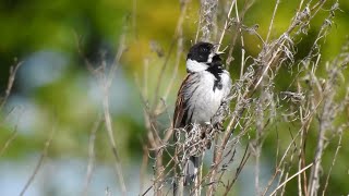 Common Reed Bunting Emberiza schoeniclus in song [upl. by Wexler705]