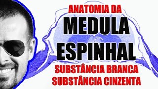 Anatomia da Medula Espinal Substância branca e cinzenta  Sistema Nervoso  VideoAula 091 [upl. by Hephzipa905]