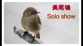 【黃尾鴝】雌鳥獨行俠 Female Daurian Redstart solo show [upl. by Airdnaxila93]