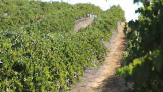 California Vineyard For Sale  Wine Real Estate  VineSmart [upl. by Jenine]