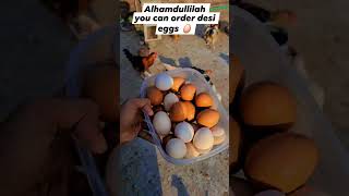 Eggs Of Hens  Lohman Brown Eggs  Protien [upl. by Iyre]