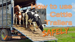 How To Load Cattle  Loading a Cattle Trailer [upl. by Dnomsed]