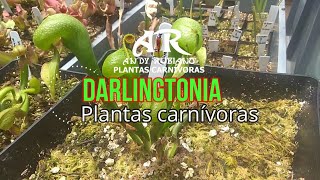 Darlingtonia californica principales cuidados  Andy Rubiano™ [upl. by Daitzman291]