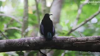 Magnificent Riflebird  Toowa Cemerlang [upl. by Roselani]