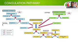 Understanding Hemostasis [upl. by Koziara]