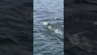 Whale watching in Tadoussac Quebec Aug 29 2023 quebec canada whale Tadoussaccruise funny [upl. by Timmons]