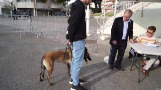 CONFIRMATION LOF MALINOIS ISKA [upl. by Boffa]