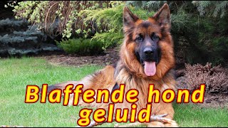 Blaffende hond 🐕 Avondgeblaf van een herdershond [upl. by Dee]