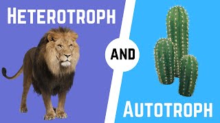 Autotrophs and Heterotrophs [upl. by Bessy]