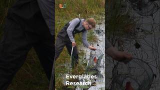 The Salamander Whisperer Not Your Normal 95 universityofmiami everglades salamander [upl. by Oringa]