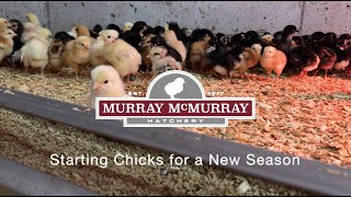 Starting Chicks for a New Season  McMurray Hatchery [upl. by Etakyram]