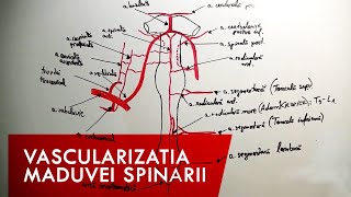 Vascularizația măduvei spinarii [upl. by Lamee]