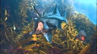 Longsnout boarfish  south coast of NSW [upl. by Sophey]