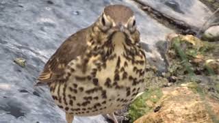 Pájato Turdus philomelos  Zorzal común [upl. by Aryek129]